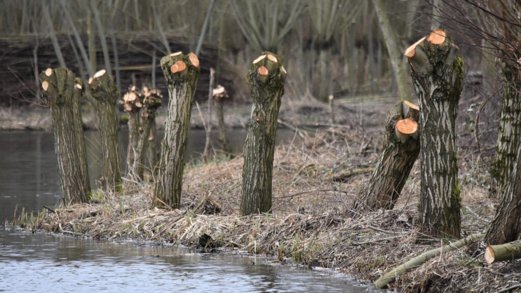 Steun eendenkooi door SBNL Natuurfonds